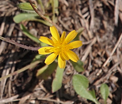 [A top-down view of a fully open yellow bloom. It has two sets of petals. There are eight longer outer petals which have toothed ends. There are five inner petals are only about half as long as the outer ones. In the center are yellow stamen.]